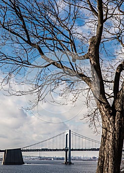 Throgs Neck Bridge and Tree NYC