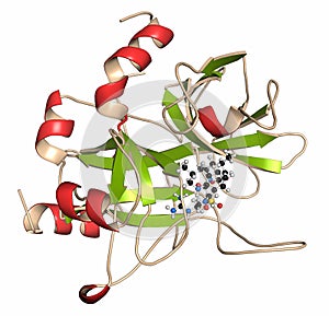 Thrombin blood-clotting enzyme bound to argatroban drug molecule. 3D rendering. Thrombin converts soluble fibrinogen into photo