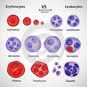 And thrombocytes, while leukocytes comprise neutrophils, lymphocytes,