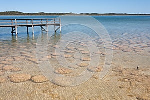 Thrombolites at Lake Clifton in Western Australia`s Peel region, off Old Coast Road, between Mandurah and Bunbury