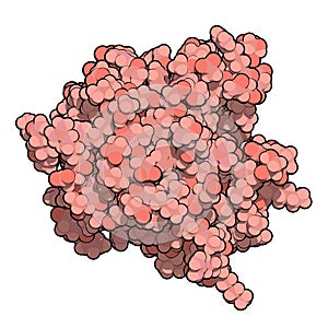 Thrombospondin-1 protein (N-terminal domain photo