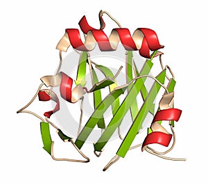 Thrombospondin-1 protein (N-terminal domain photo