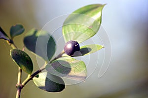 A Throny Plant With Green Leaves Fruit Also