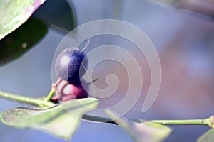 A Throny Plant With Green Leaves Fruit Also