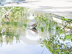 Throstle bathes in a puddle. Song birds flew to nesting place