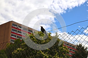 Throstle on the fence