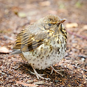 Throstle fledgling, song thrush on ground