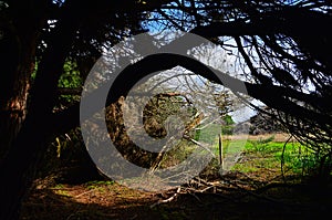 Throw down trees in Rota Vicentina near Zambujeira du Mar in Sou