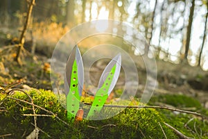 Throwing knives.Throwing projectiles and throwing sports.Green and black metal throwing knives set in green moss on