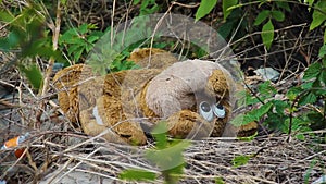 Thrown soft children`s toy lies in a landfill. Green grass around an unnecessary large bear figurine. Teddy bear abandoned. View o