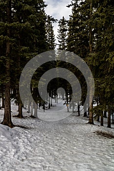 In the throws of winter. Bragg Creek Provincial Park. Alberta Canada photo