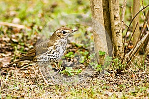 Thrush