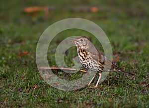 Thrush