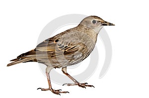 Thrush