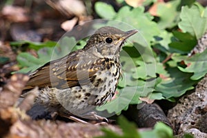 Thrush