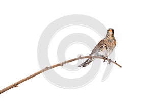 Thrush