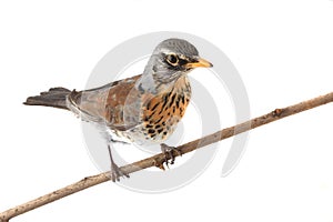 Thrush