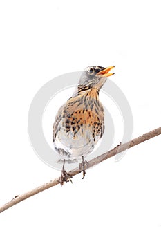 Thrush