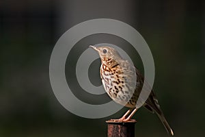 Thrush