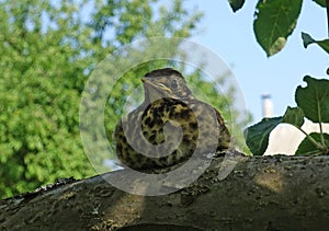 Thrush on a background of green leaves