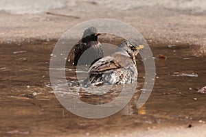 Thrush bathing in the water after the rain