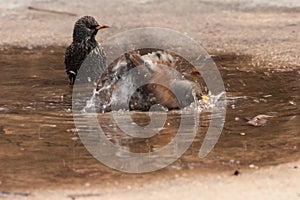 Thrush bathing in the water after the rain