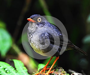 Thrush is a beautiful bird