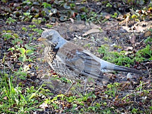 Thrush bird