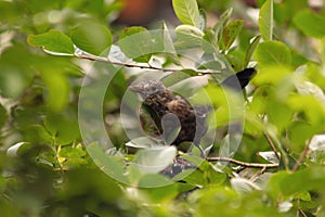 Thrush bird in chokeberry bushes