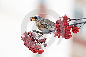 The thrush bird eats the ripe red Rowan berries in Park