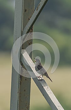 Thrush bird on electric post