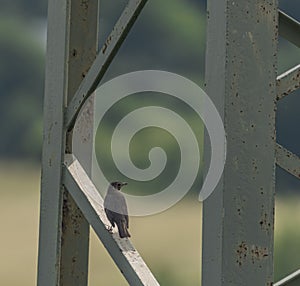 Thrush bird on electric post