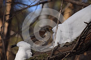 Thrush bird, fieldfare, snowbird on a tree and snow in winter forest