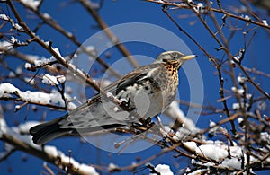 Thrush bird, fieldfare, snowbird on a tree and snow in winter forest