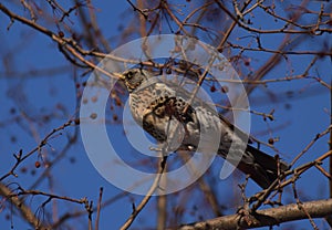 Thrush bird, fieldfare, snowbird on a tree in winter forest