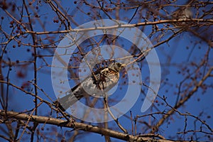 Thrush bird, fieldfare, snowbird on a tree in winter forest