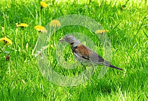 Thrush bird on grass