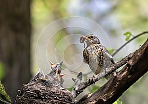 Thrush bird has brought worms to the nest of its hungry chicks and is feeding them in the spring park