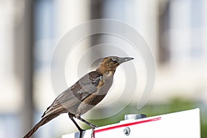 Thrush bird perching on a road sign