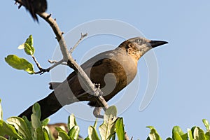 Thrush bird perching on a twig