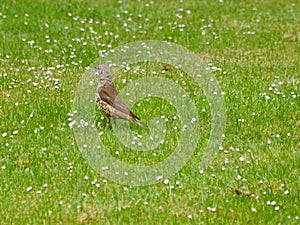 Thrush bird, Scientific name Turdidae, the bird looks around the meadow for enemies and food. Thrushes also live on the ground.