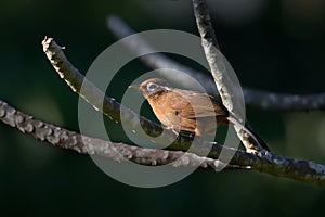 A thrush bird is standing on tree branch