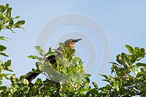 Thrush bird on the top of a tree