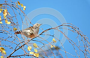 Thrush bird on tree branch