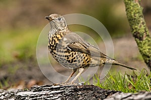 Thrush Bird, Turdidae, Muscicapidae