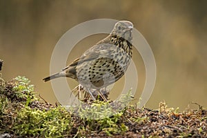 Thrush Bird, Turdidae, Muscicapidae