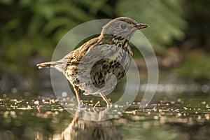 Thrush Bird, Turdidae, Muscicapidae