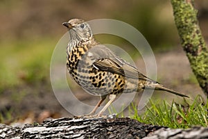 Thrush Bird, Turdidae, Muscicapidae