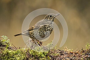 Thrush Bird, Turdidae, Muscicapidae