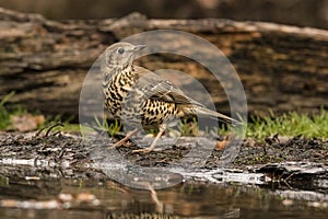 Thrush Bird, Turdidae, Muscicapidae